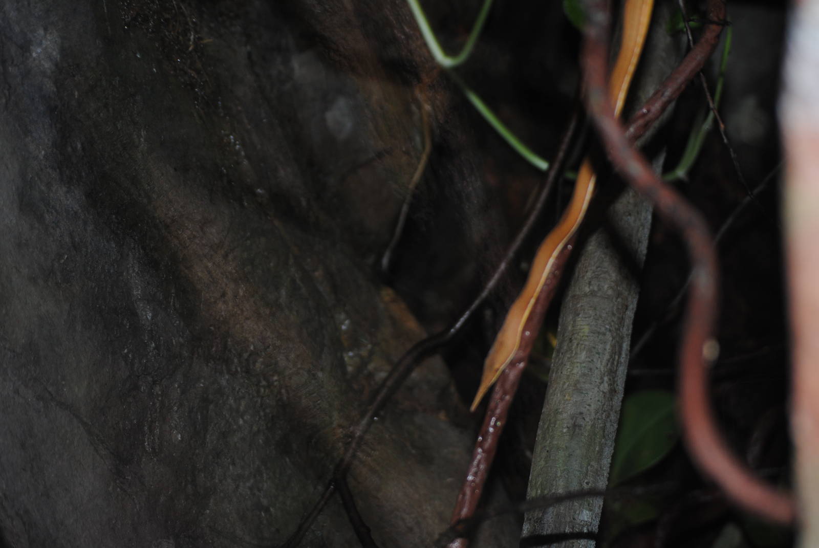 Madagascar Leaf-Nosed Snake