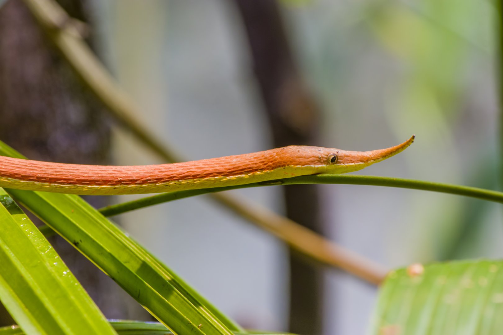 Madagascar leaf-nosed snake