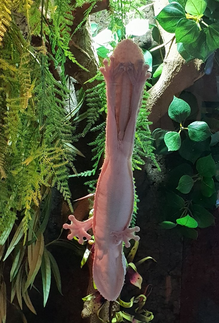 Madagascar leaf-taile gecko - underside