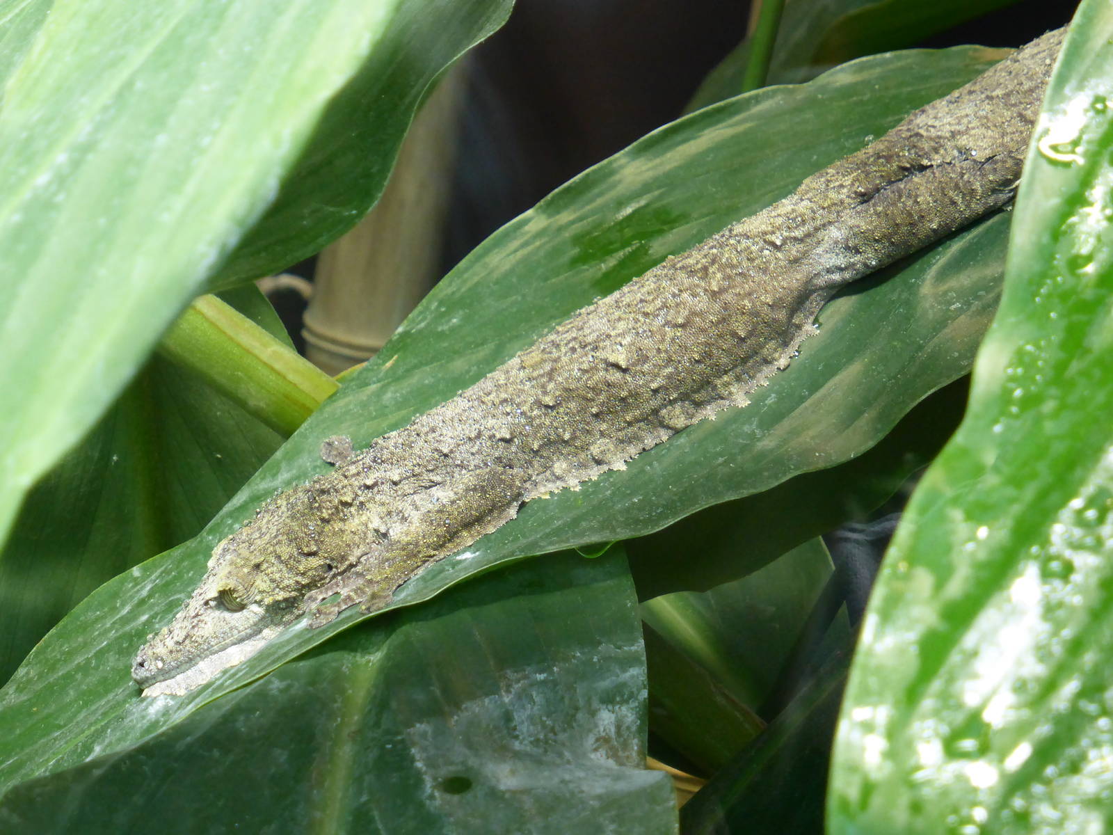 Madagascar Leaf-tailed Gecko