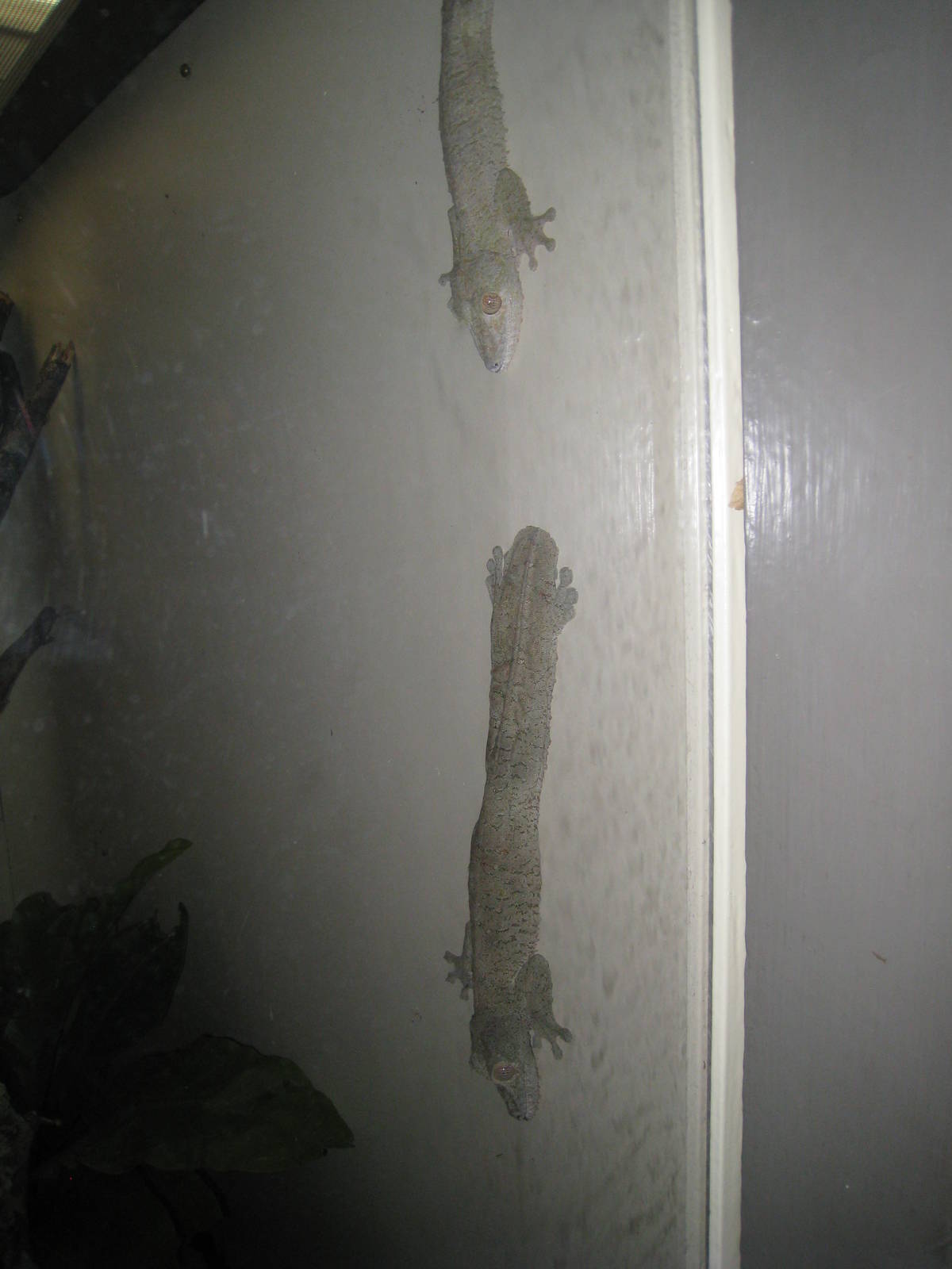 Madagascar Leaf-tailed Geckos