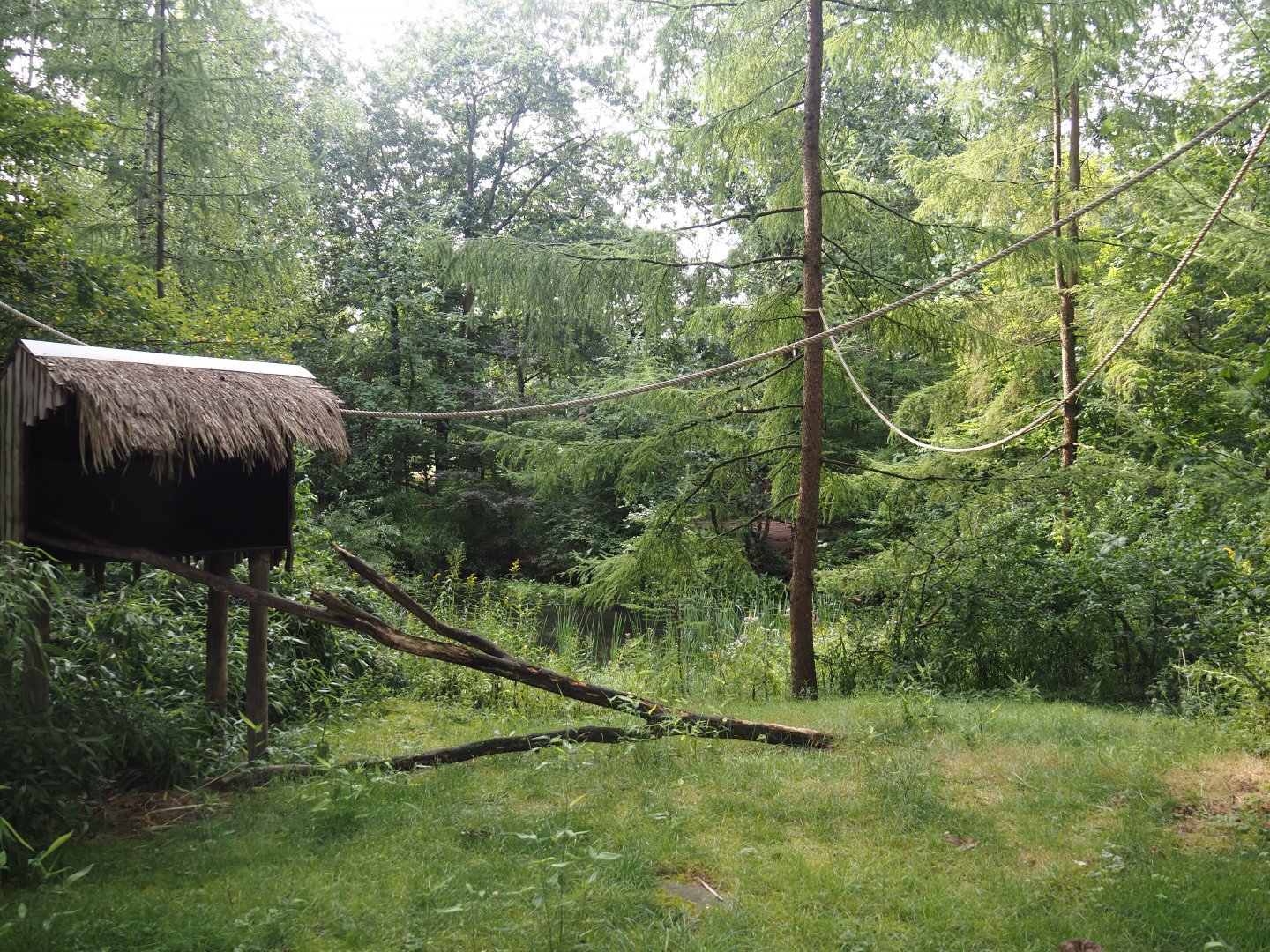 Madagascar lemur walk-through area, 2024-08-18