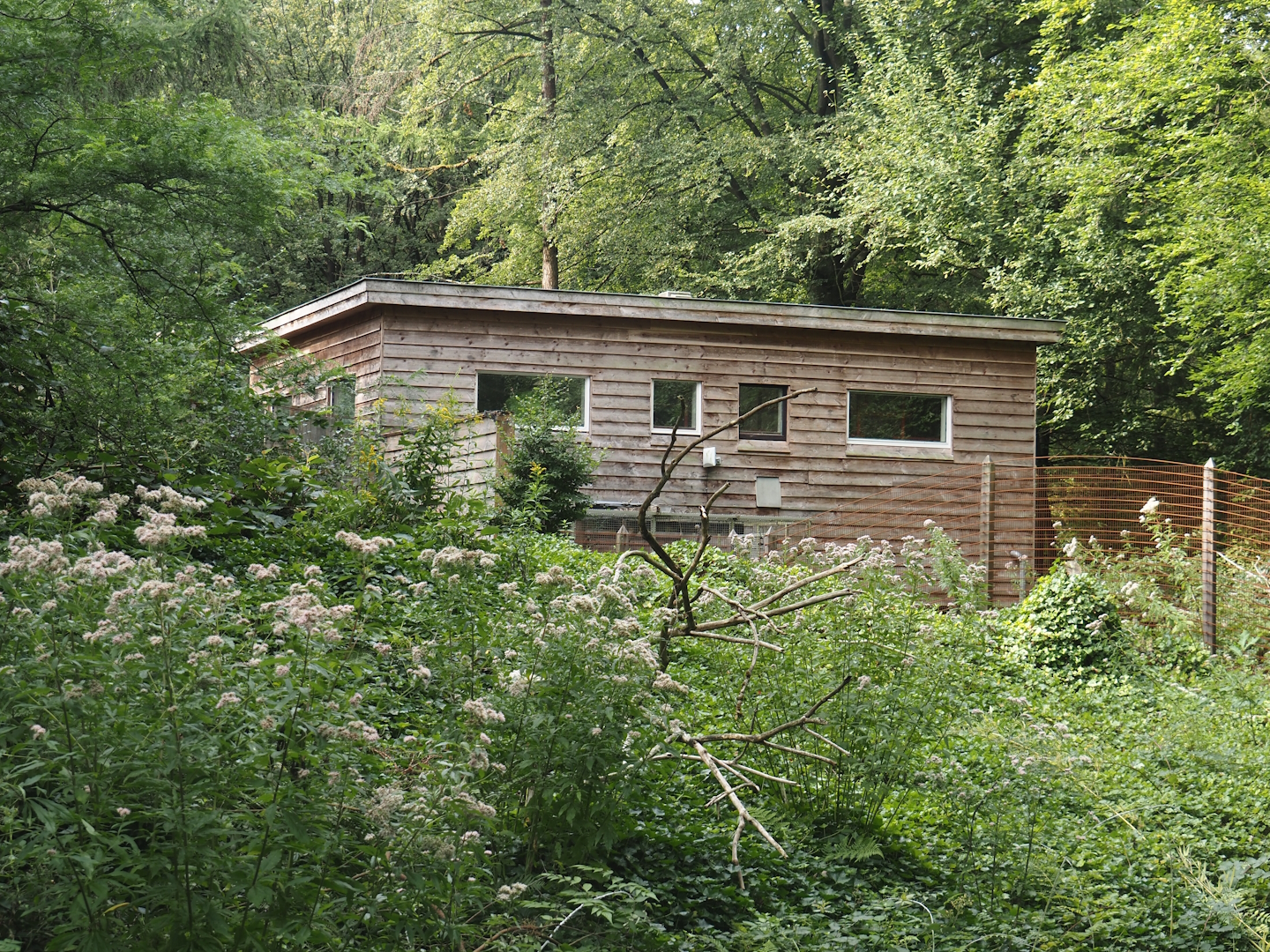 Madagascar lemur walk-through area - Lemur house, 2024-08-18