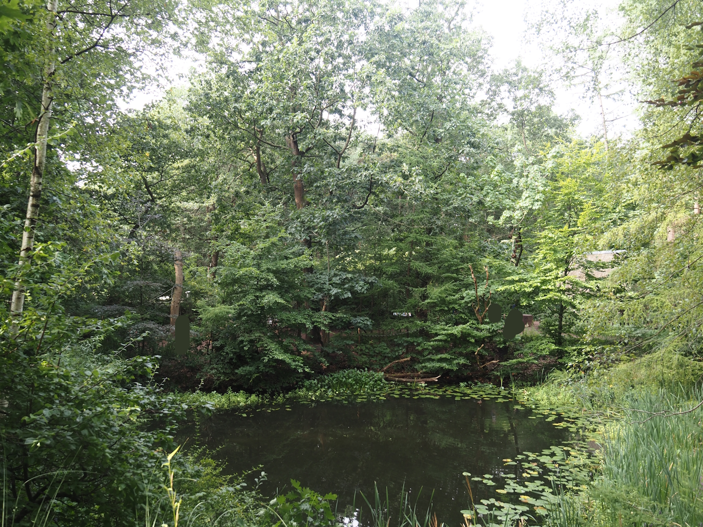 Madagascar lemur walk-through area - Pond, 2024-08-18