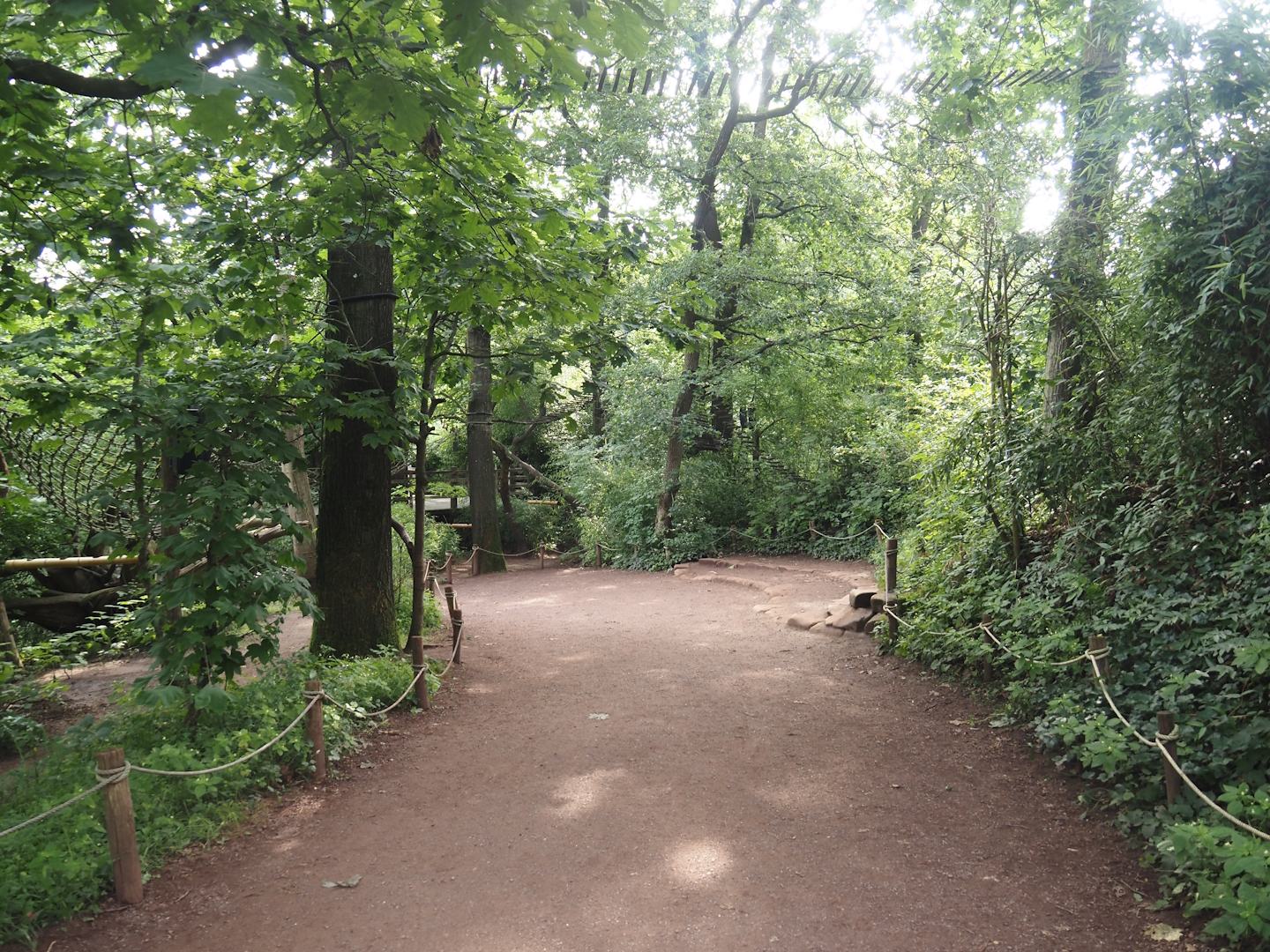 Madagascar lemur walk-through area - View towards feeding zone, 2024-08-18