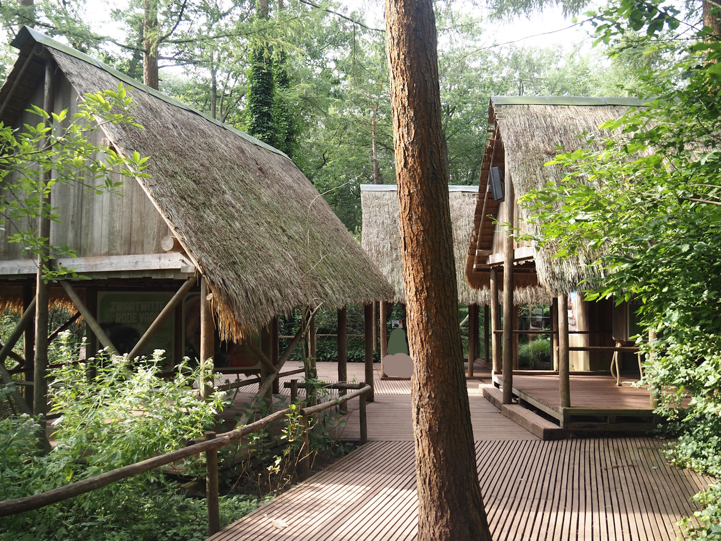 Madagascar lemur walk-through area - Village area with education huts and Blue-eyed black lemur exhibit, 2024-08-18