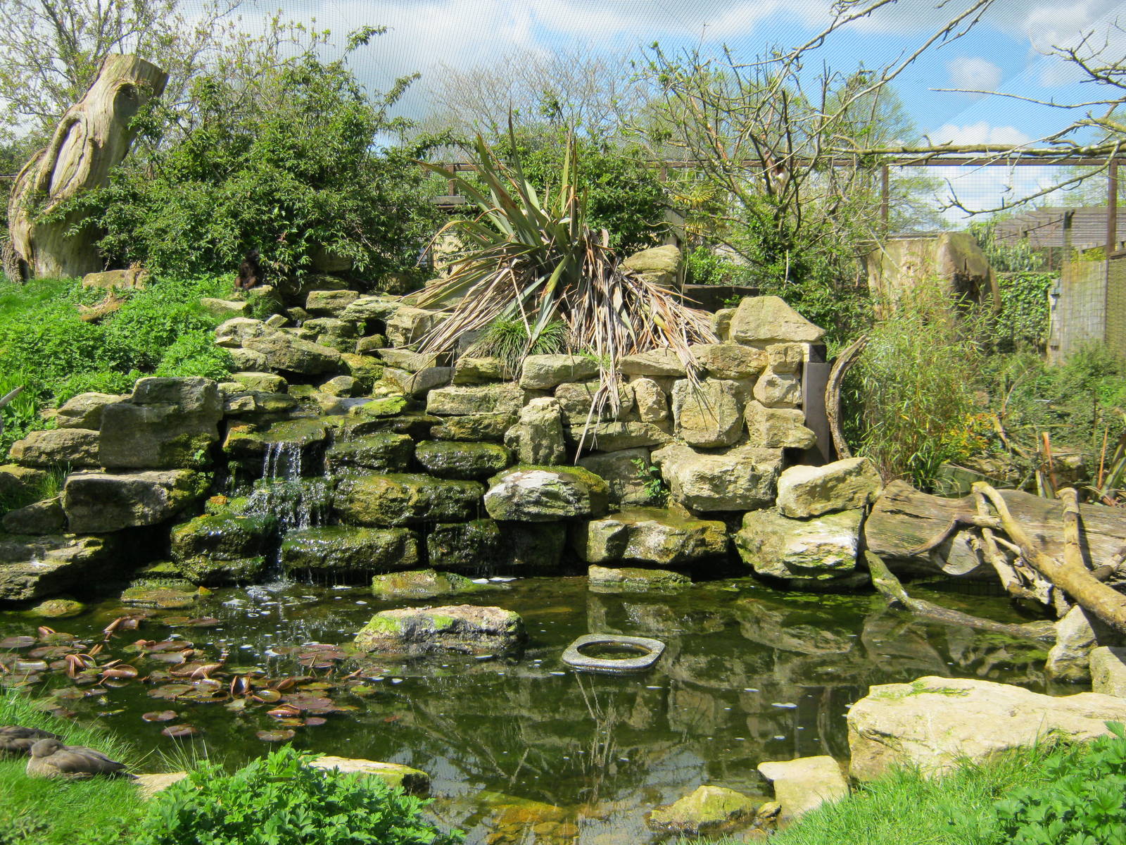 Madagascar Lemur walk-through.