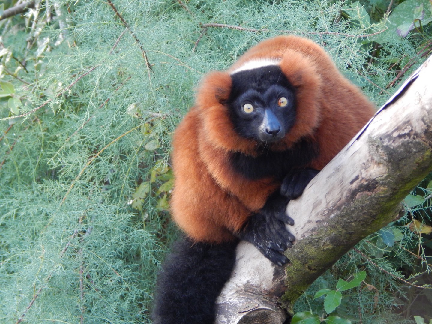 Madagascar - Lemur Walkthrough - Red ruffed lemur 081020