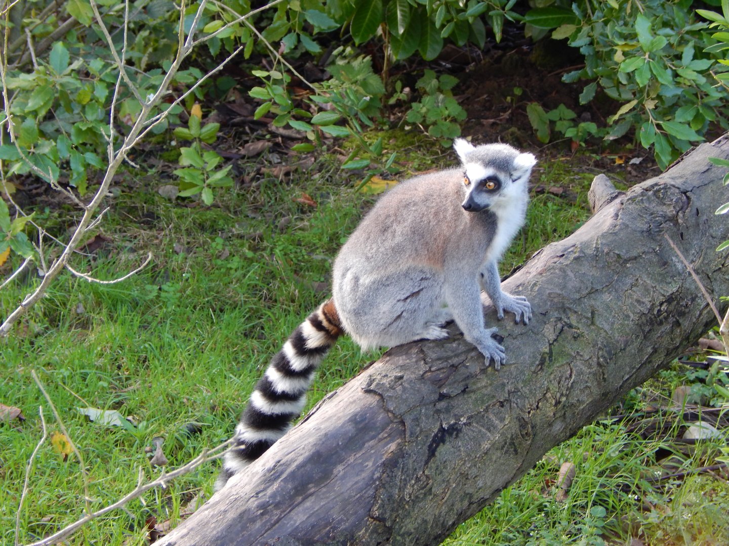 Madagascar - Lemur Walkthrough - Ring-tailed Lemur 081020