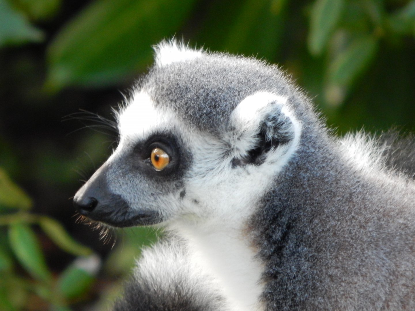 Madagascar - Lemur Walkthrough - Ring-tailed Lemur 081020