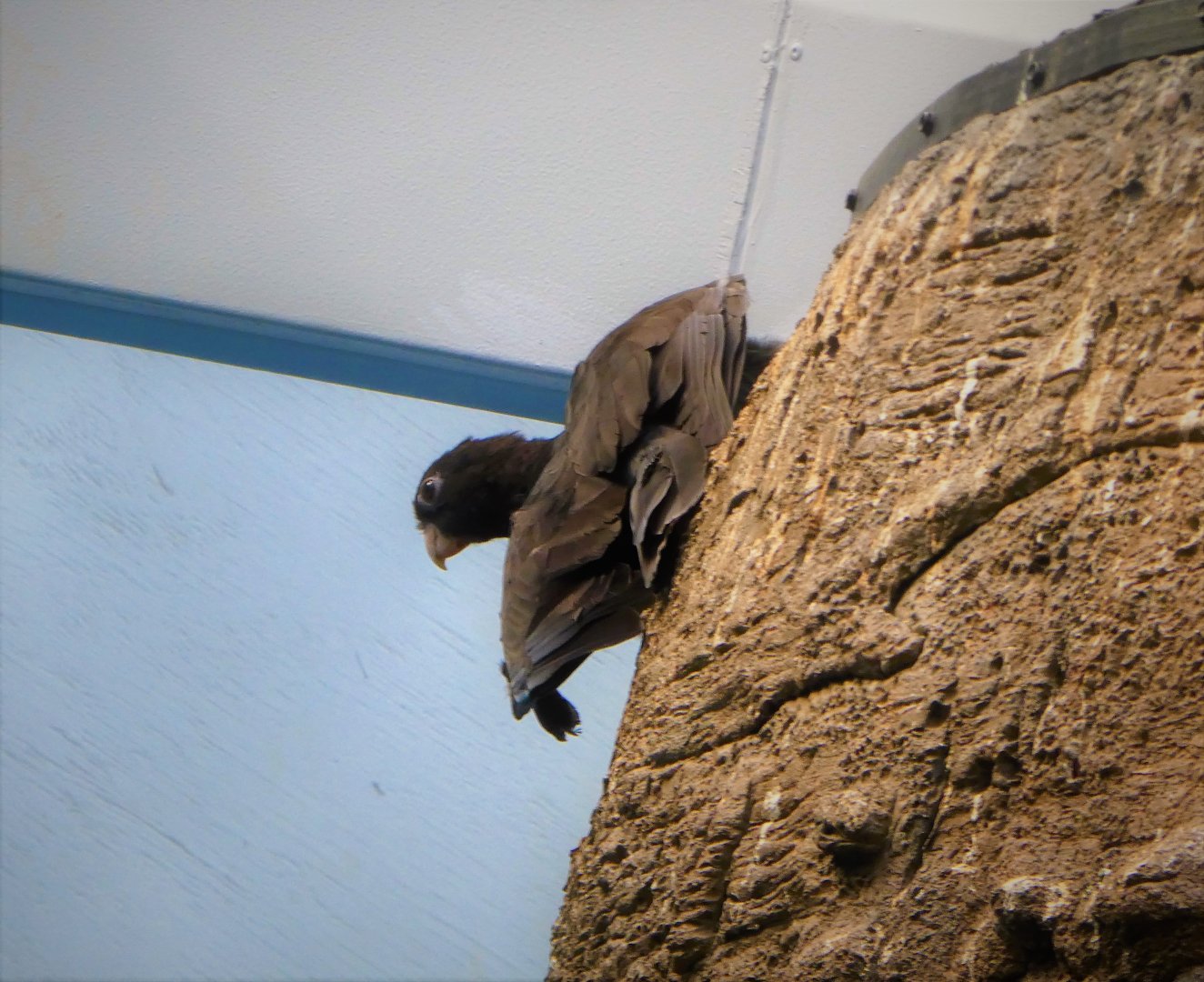 Madagascar! - Lesser Vasa Parrot