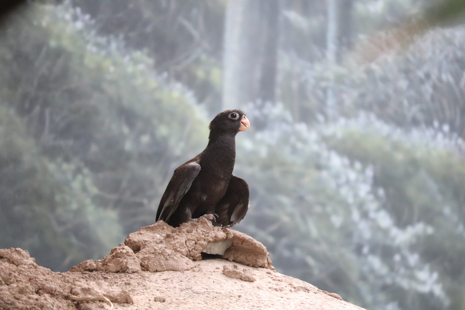 Madagascar! - Lesser Vasa Parrot