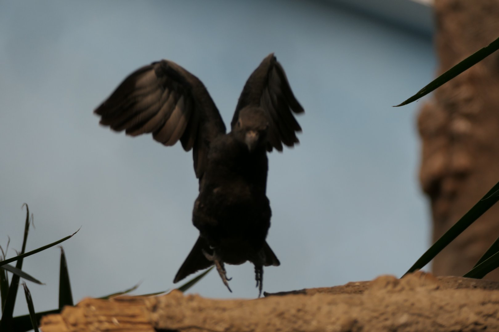 Madagascar! - Lesser Vasa Parrot