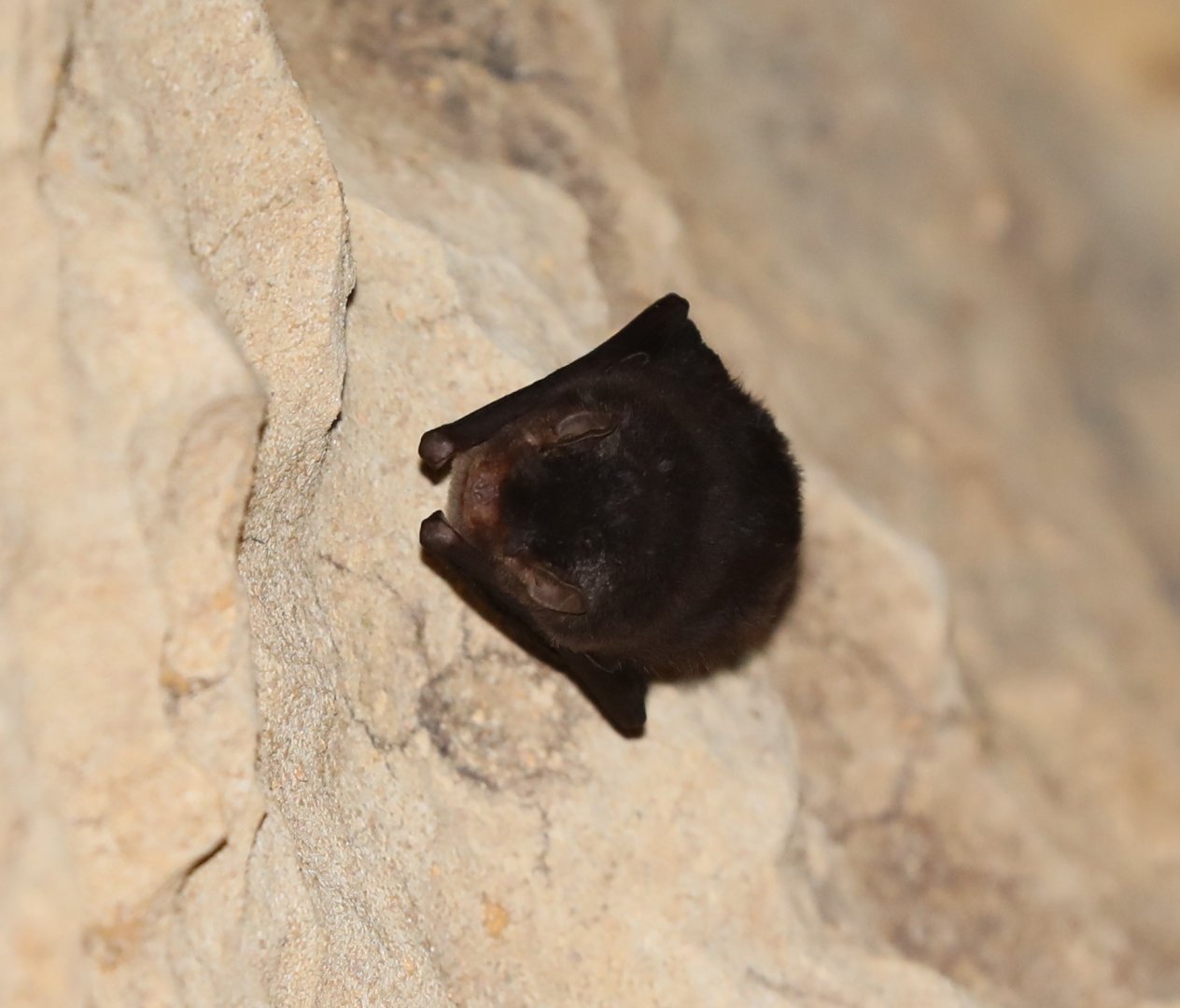 Madagascar Long-fingered Bat (Miniopterus brachytragos)