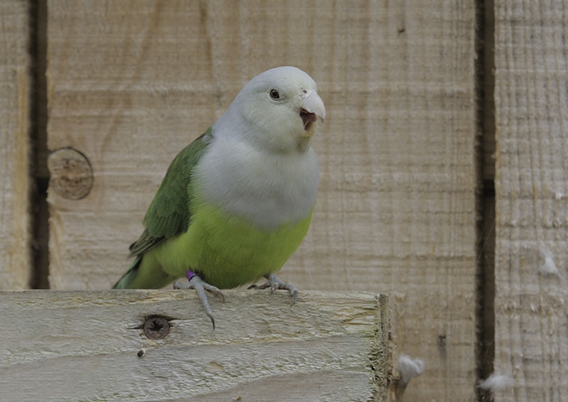 Madagascar lovebird