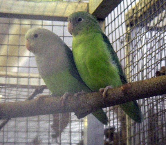 Madagascar Lovebirds (Agapornis cana)