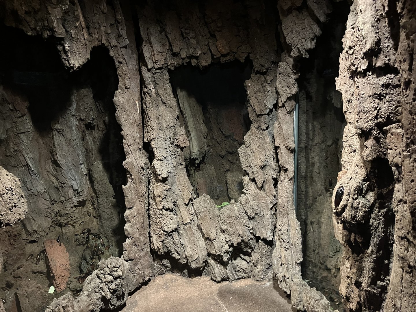 Madagascar - Madagascar Hissing Cockroach Exhibit