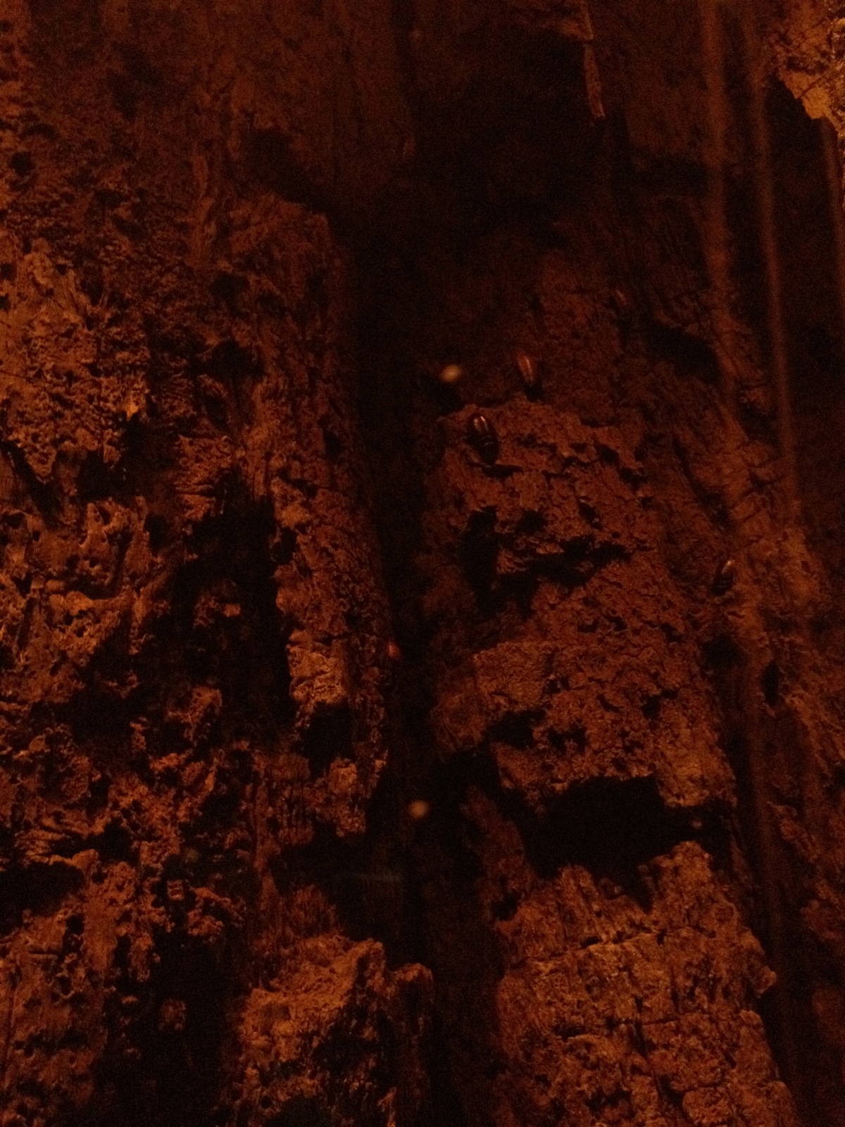 Madagascar! - Madagascar Hissing Cockroaches