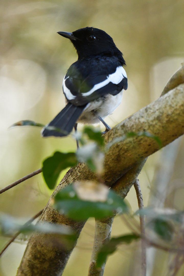 Madagascar Magpie-Robin (Copsychus albospecularis)
