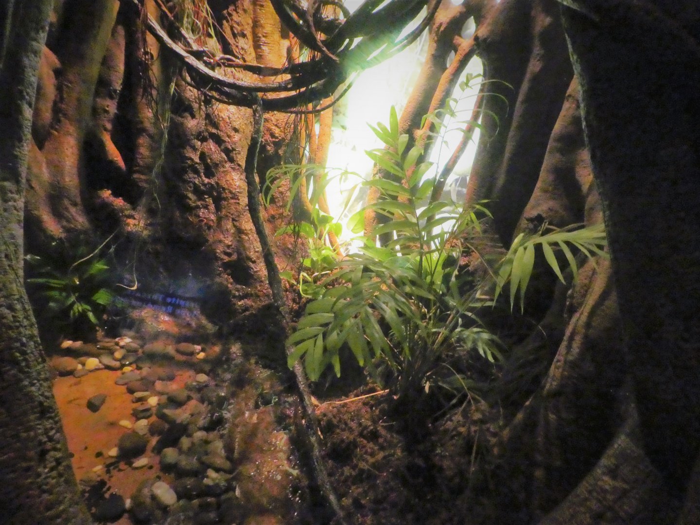 Madagascar! - Malagasy Tree Boa Exhibit