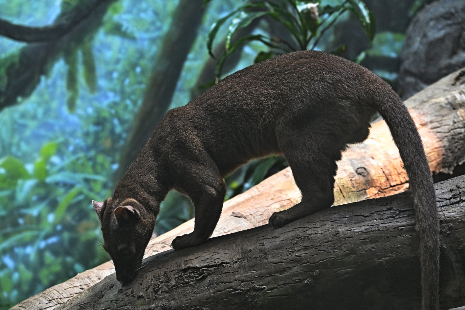 Madagascar! - Masoala - Fossa (Cryptoprocta ferox)