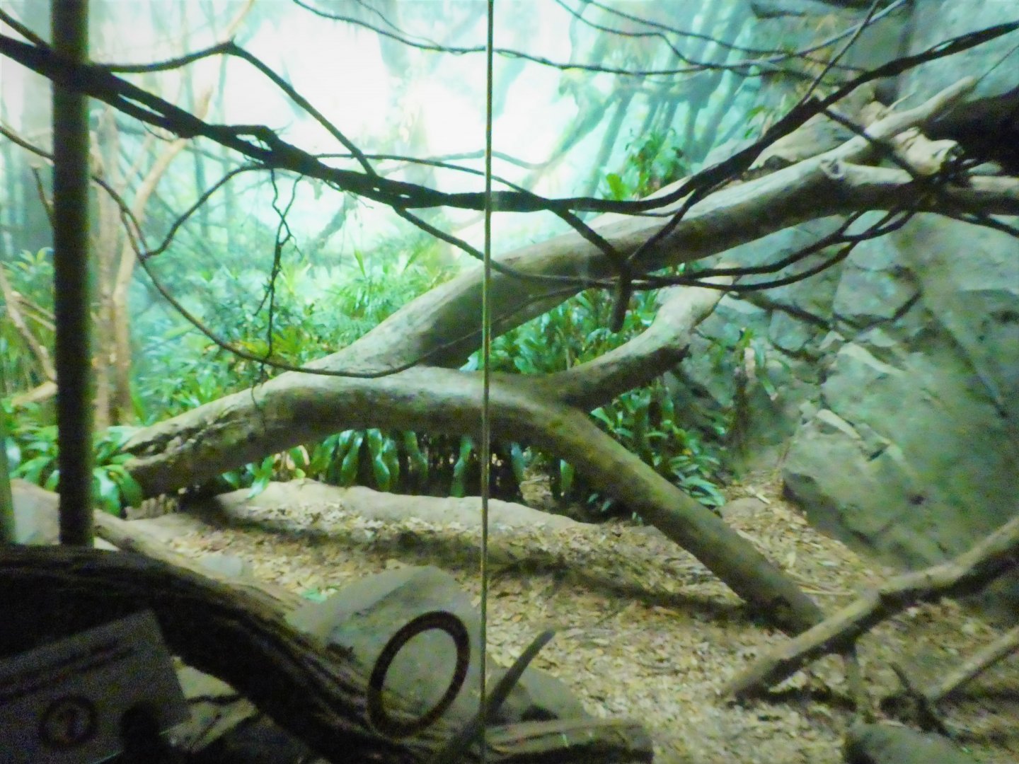 Madagascar! - Masoala - Fossa Exhibit