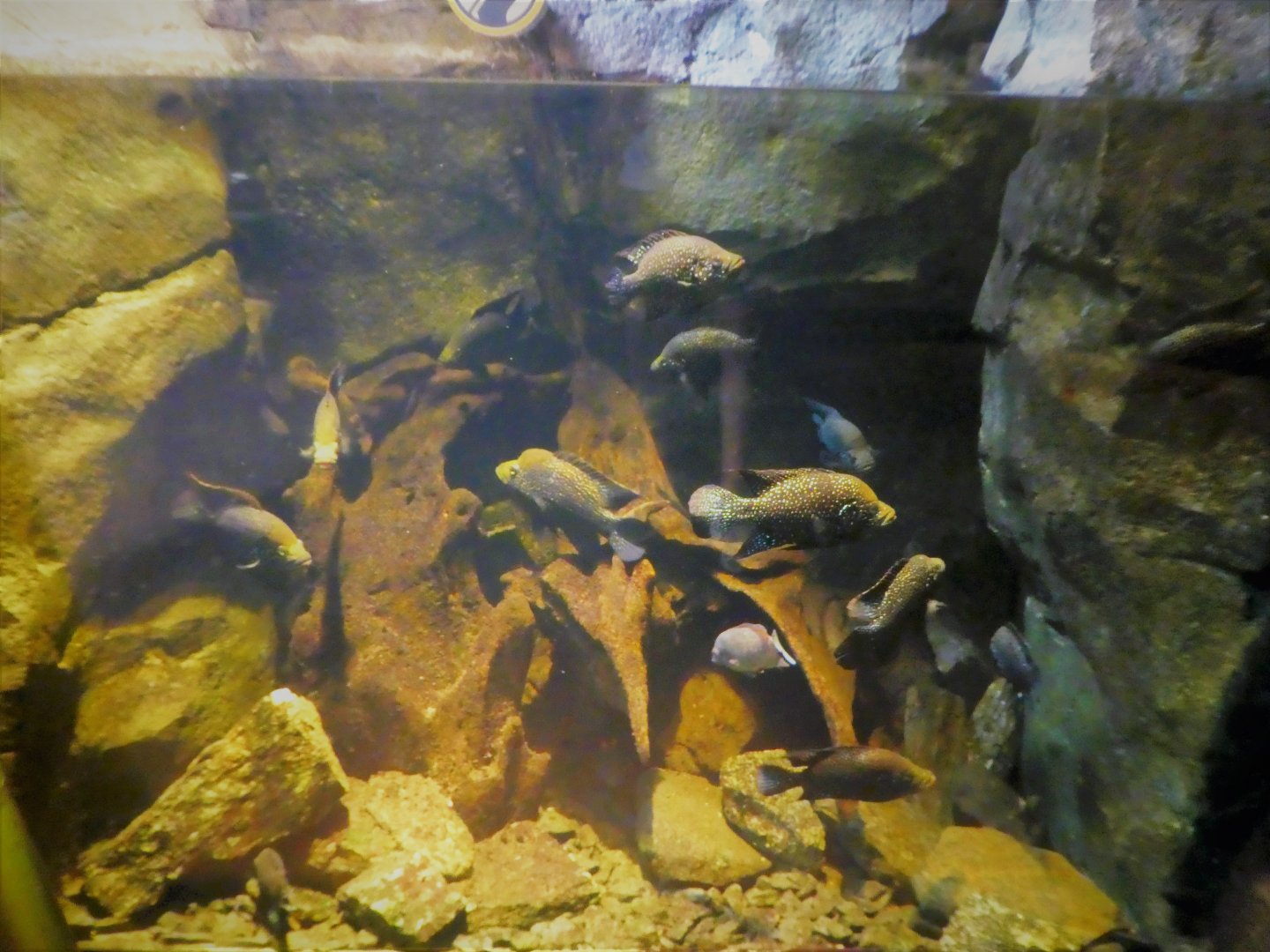 Madagascar! - Masoala - Polleni Cichlid Exhibit