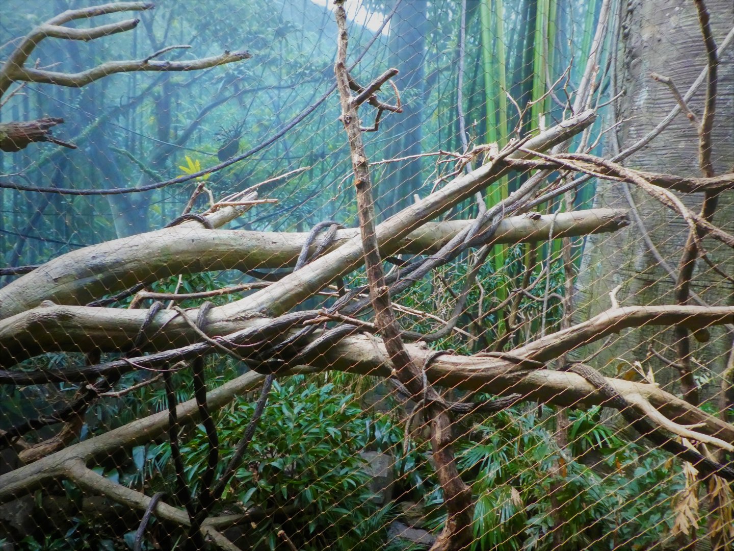 Madagascar! - Masoala - Red Ruffed-Lemur Exhibit