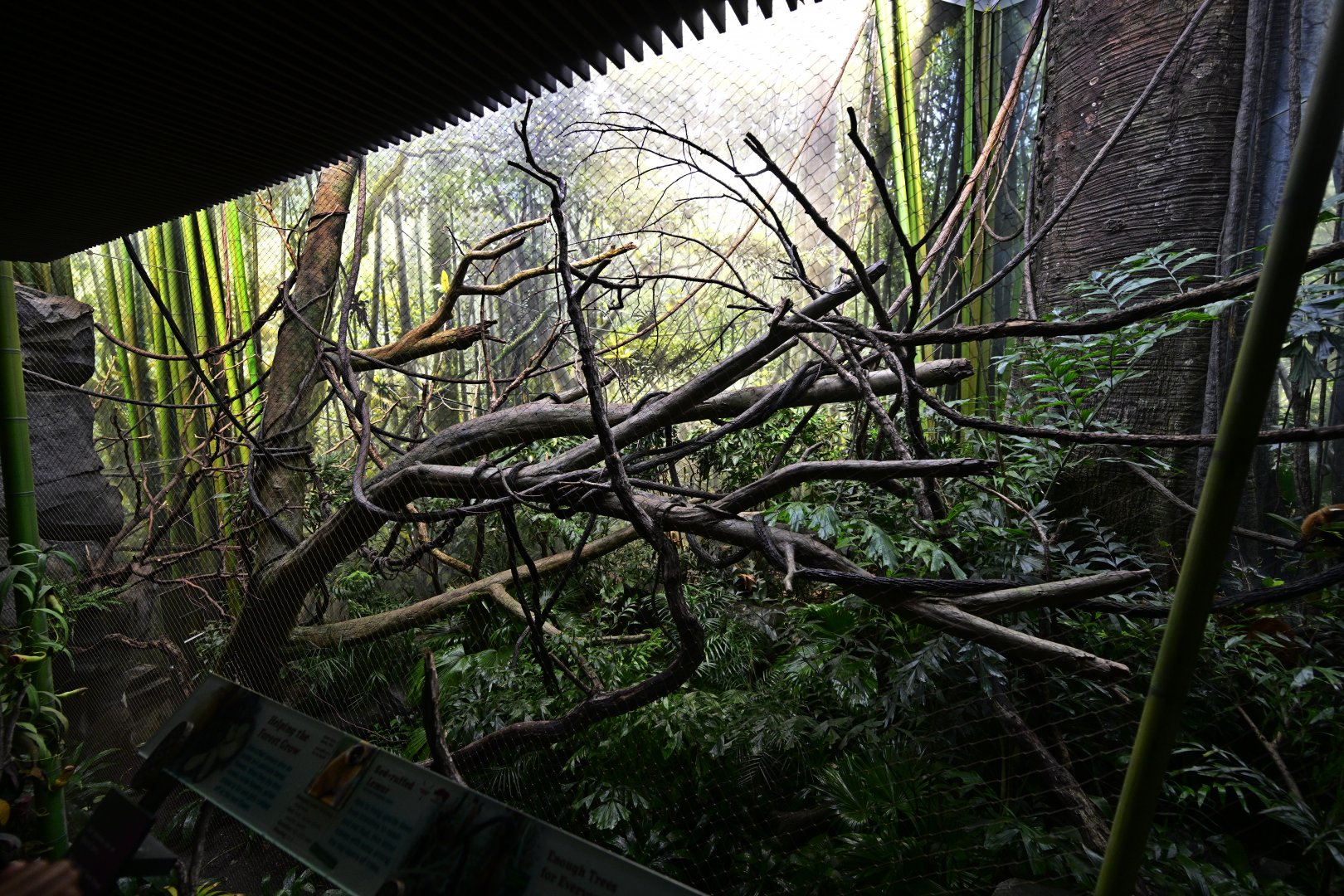 Madagascar! - Masoala - Red Ruffed Lemur (Varecia rubra) Exhibit