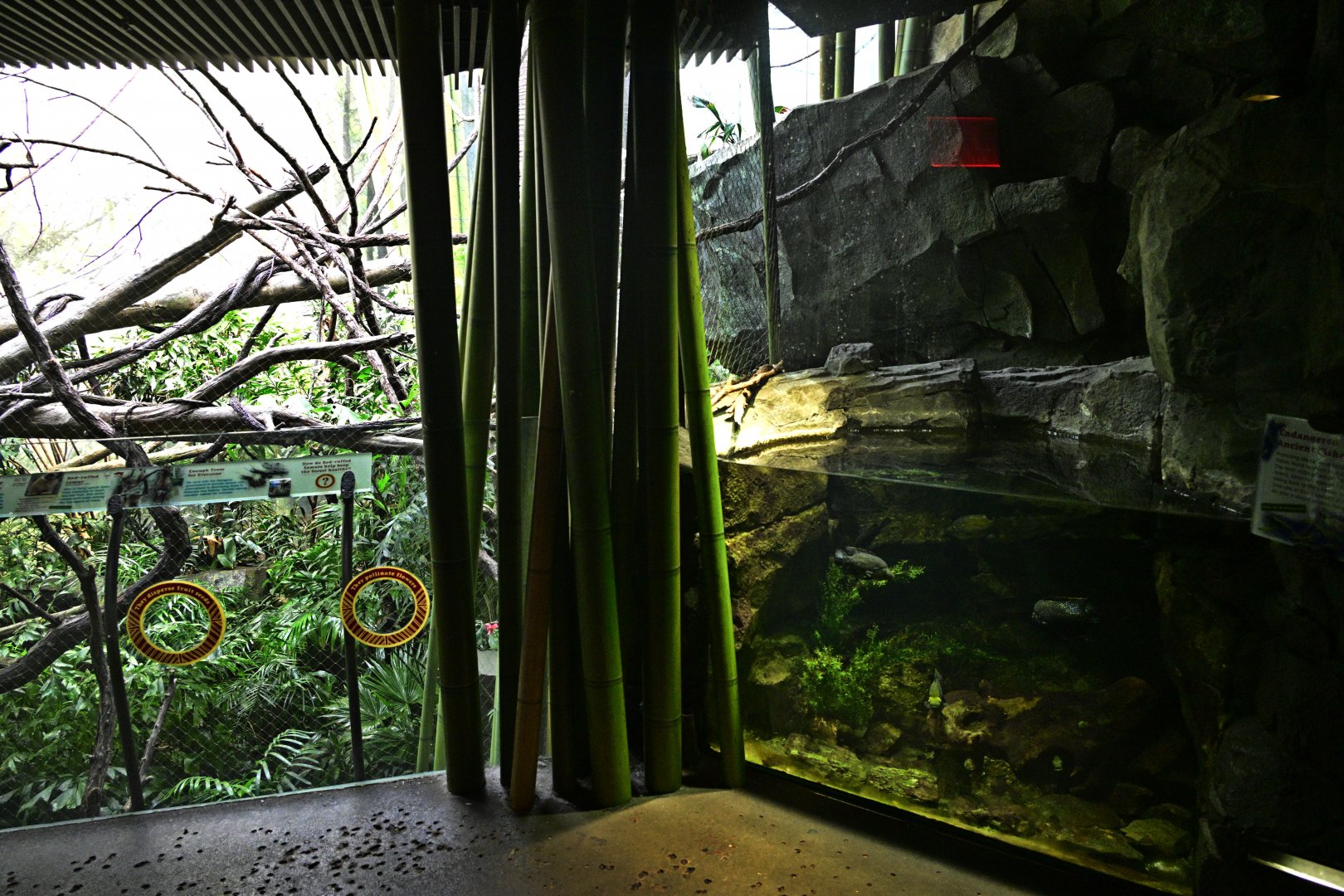 Madagascar! - Masola - Exhibits