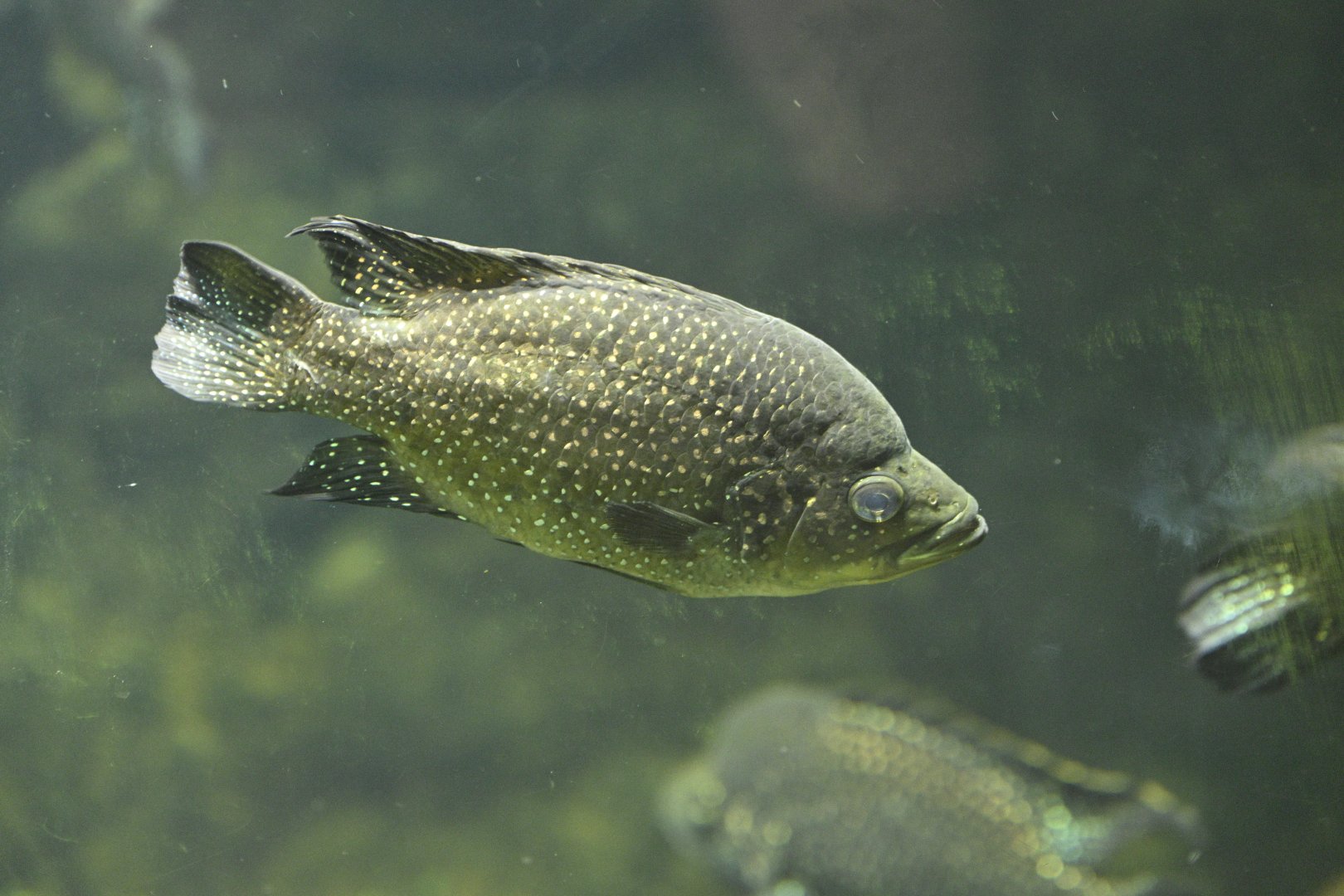 Madagascar! - Masola - Marakely Cichlid (Paratilapia polleni)