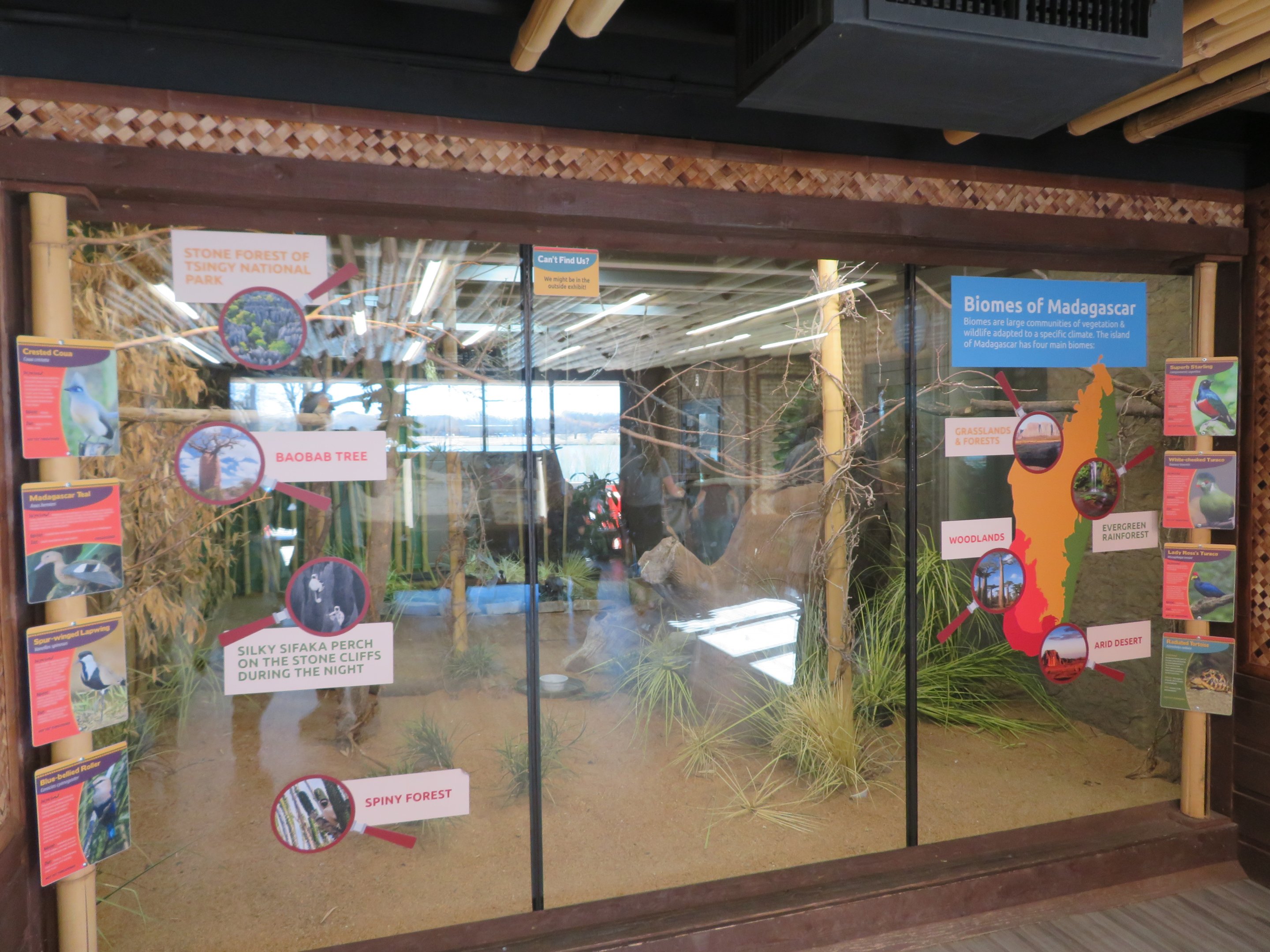 Madagascar Mixed Aviary (Indoor) (8 species)