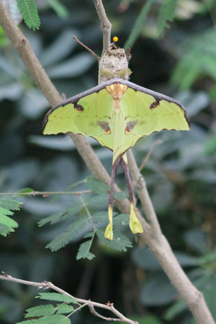 Madagascar moon-moth