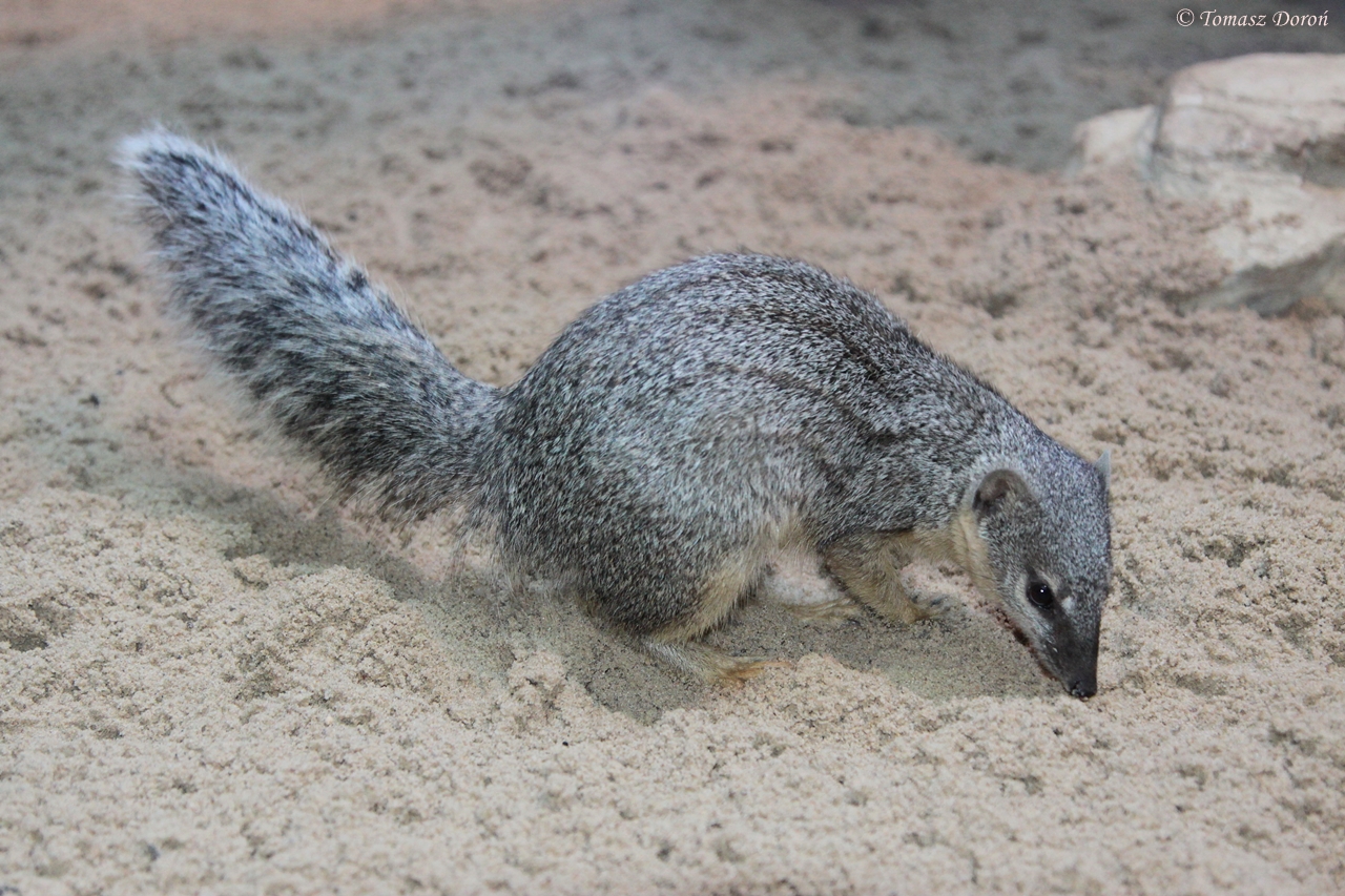 Madagascar Narrow-striped Mongoose (Mungotictis d. decemlineata)