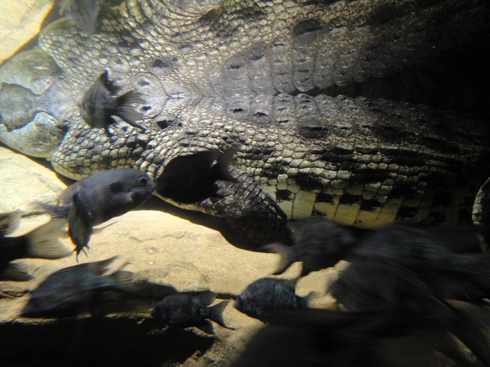 Madagascar - Nile Crocodile and Madagascar Cichlids