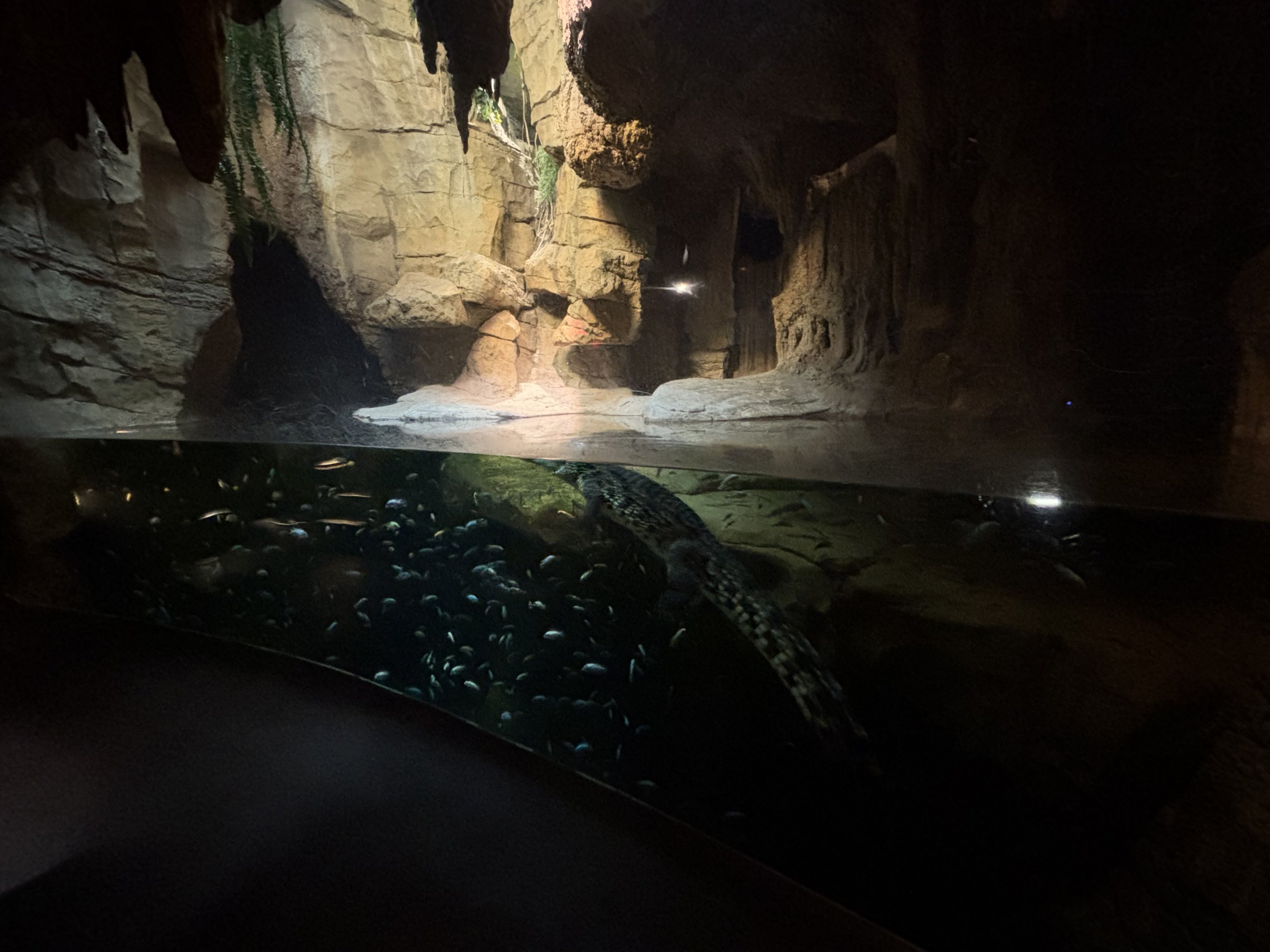 Madagascar! - Nile Crocodile Cave