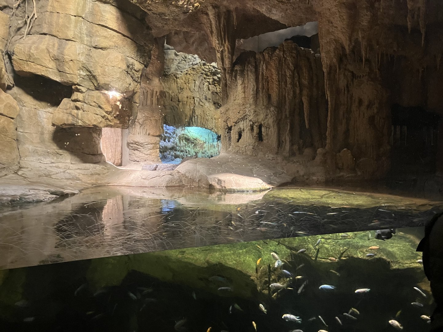 Madagascar - Nile Crocodile Exhibit