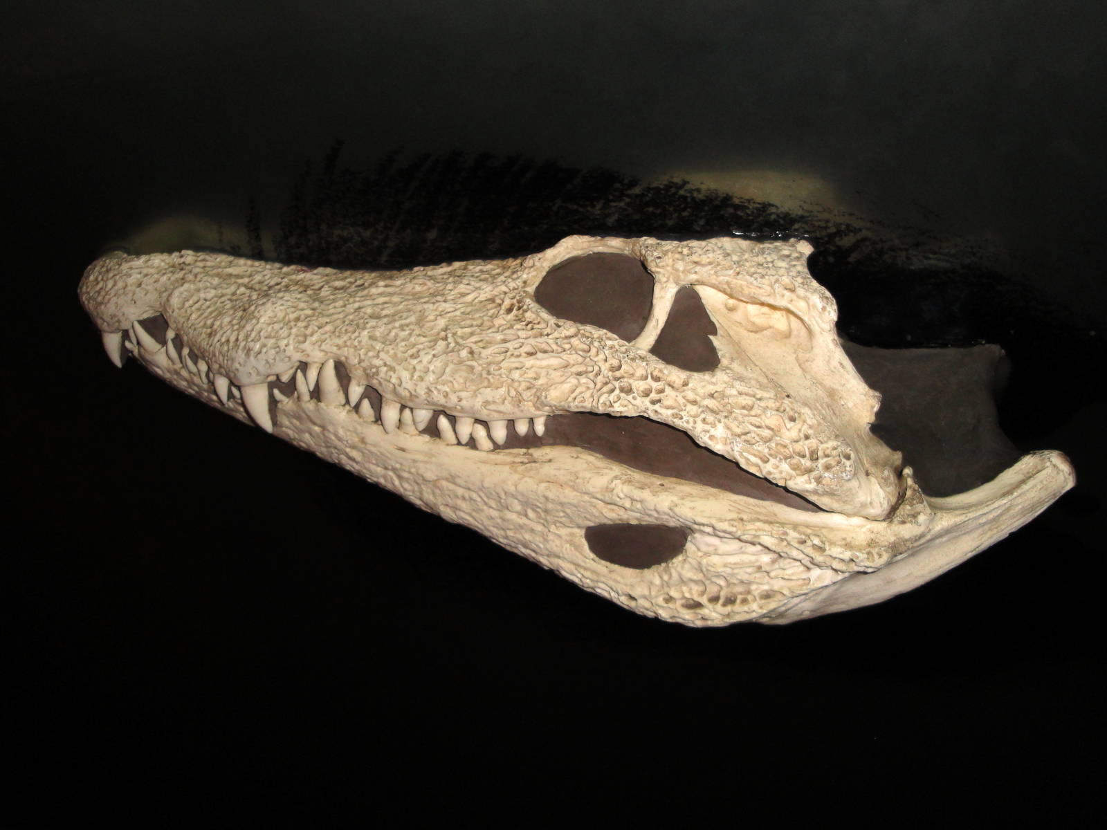 Madagascar - Nile Crocodile Skull