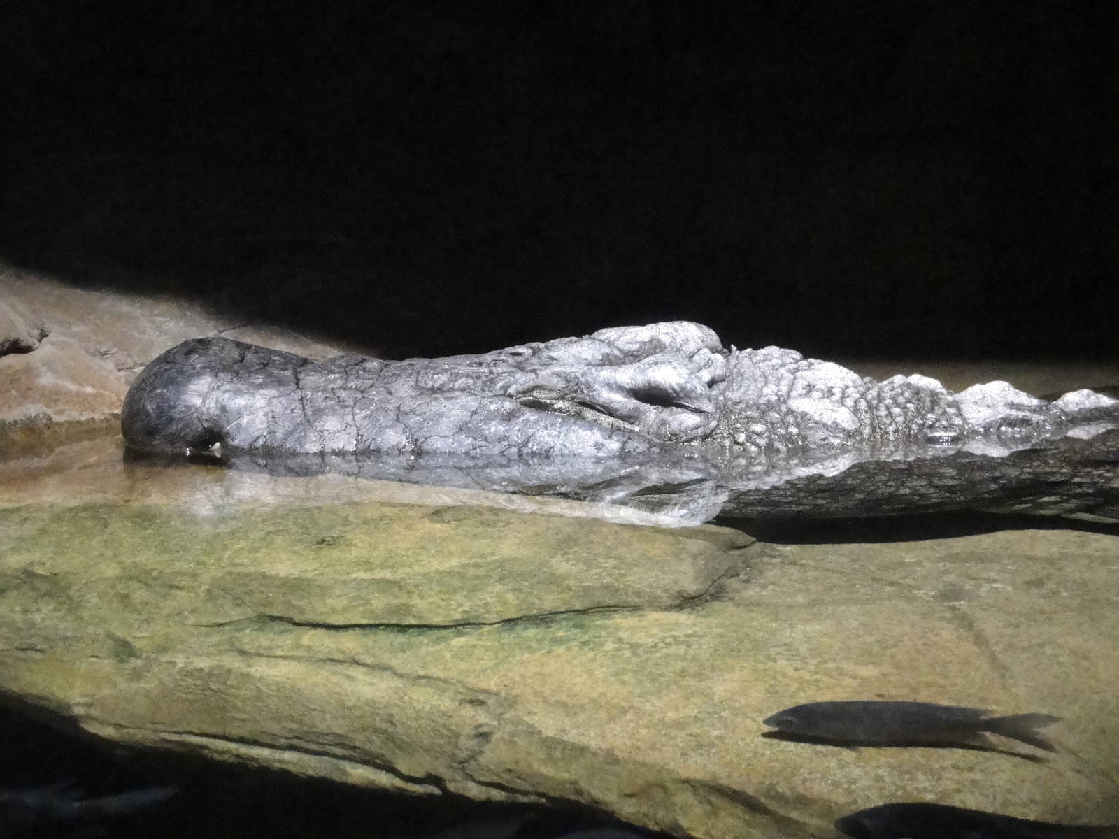 Madagascar - Nile Crocodile