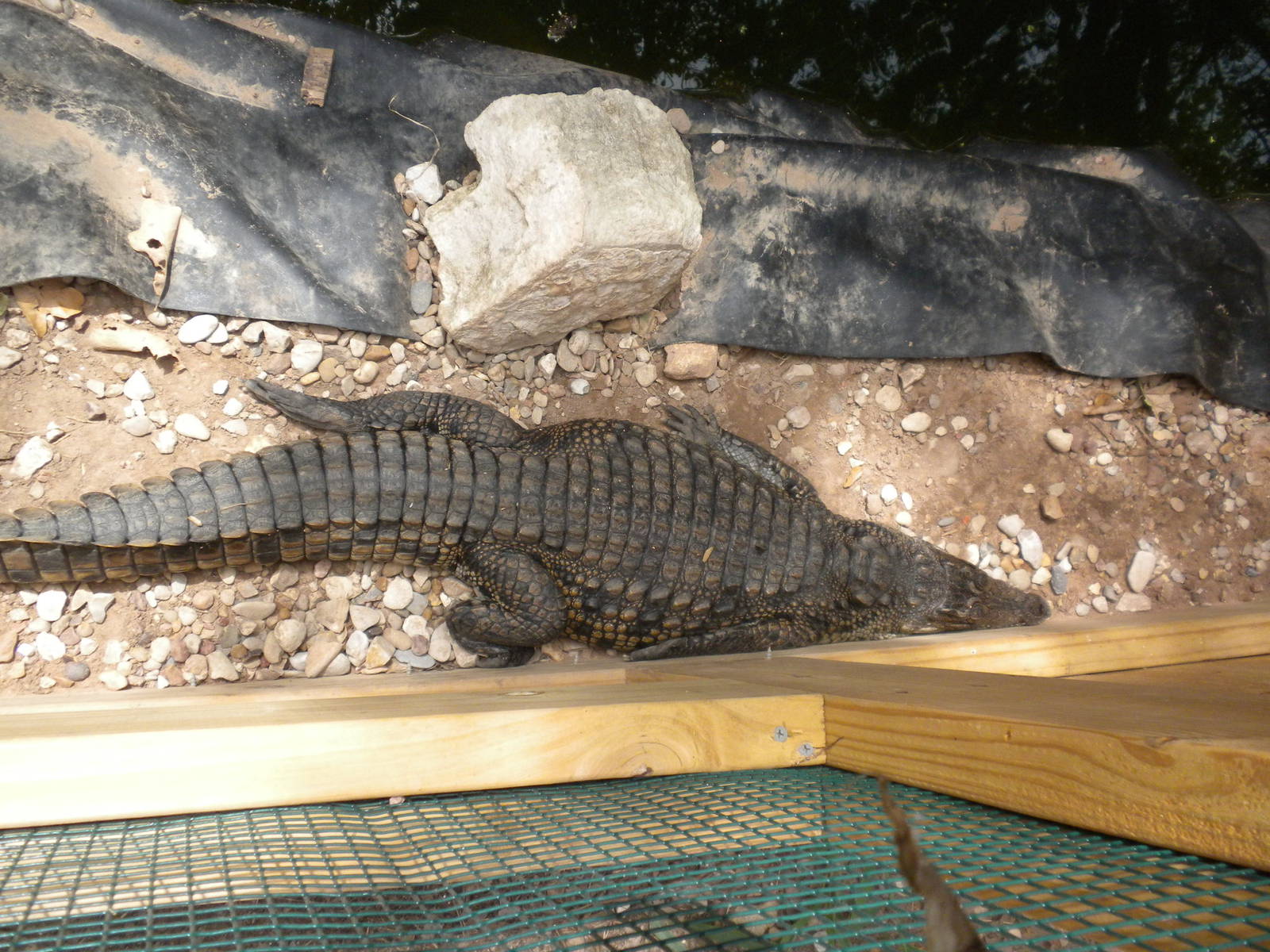 Madagascar Nile Crocodile