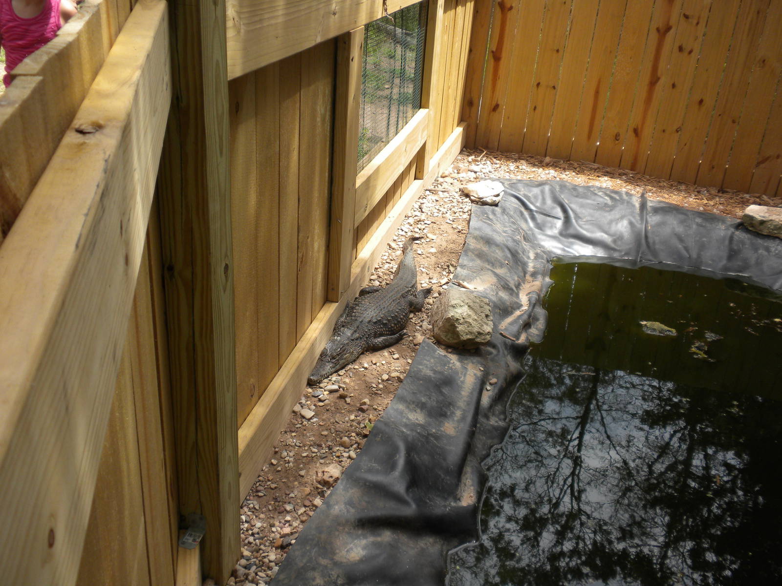Madagascar Nile Crocodile