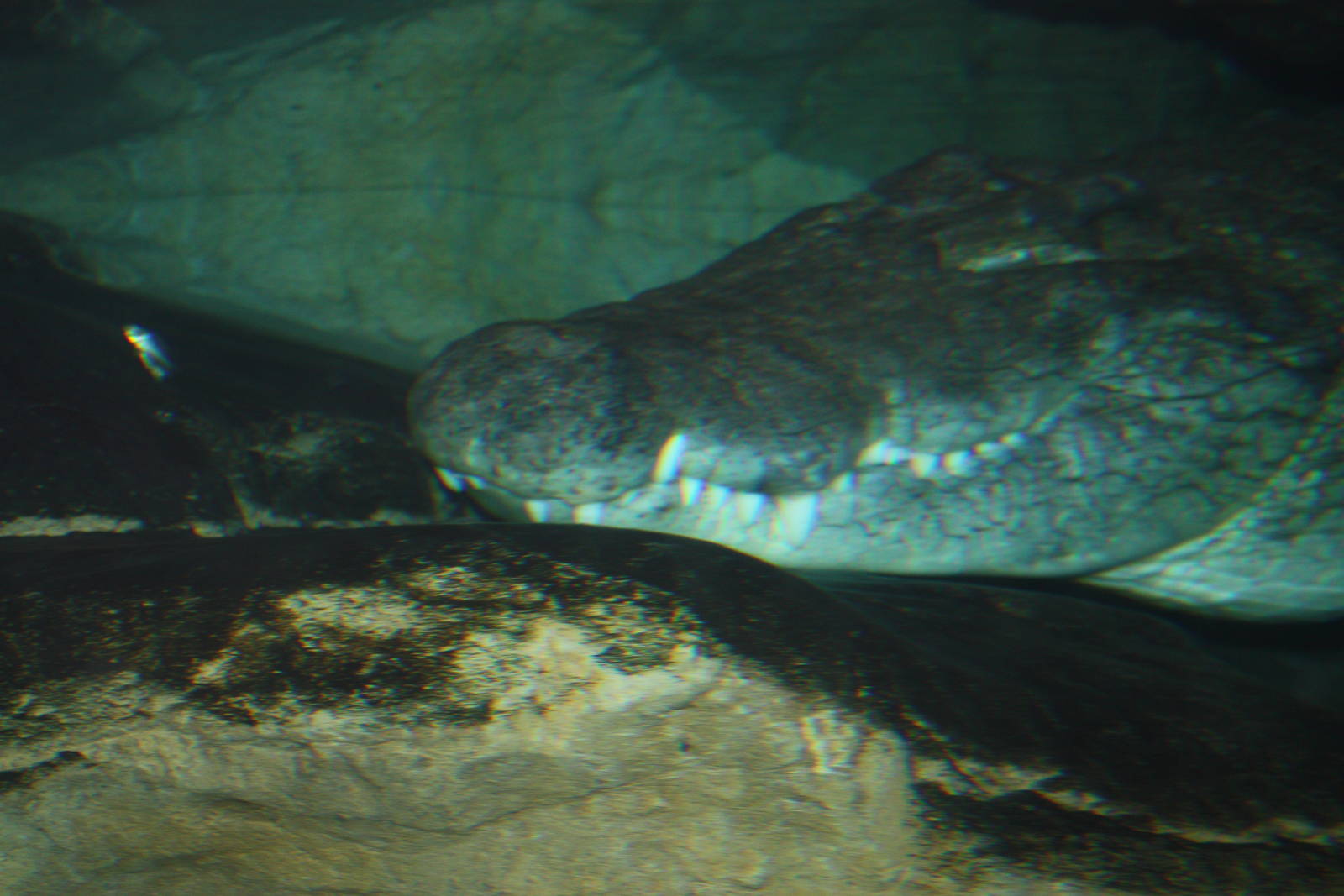 Madagascar!- Nile Crocodile