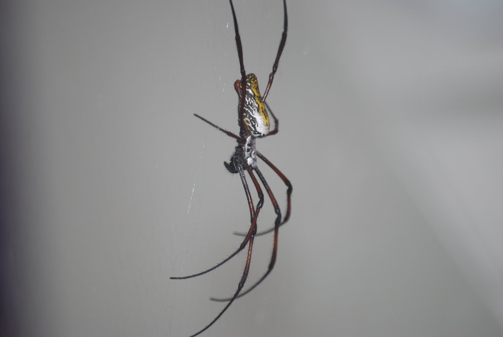 Madagascar orb-weaving spider at BugzUK Parc