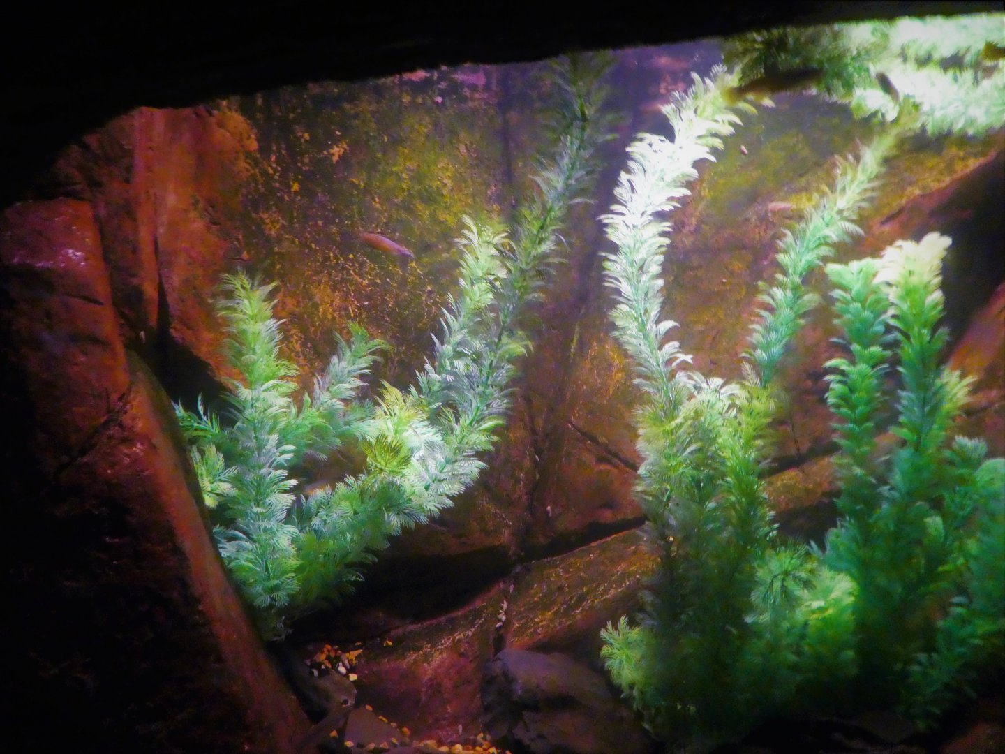 Madagascar! - Pachypanchax sakaramyi exhibit