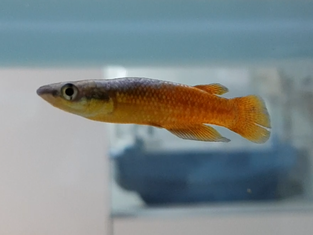 Madagascar panchax - Pachypanchax sakaramy - male