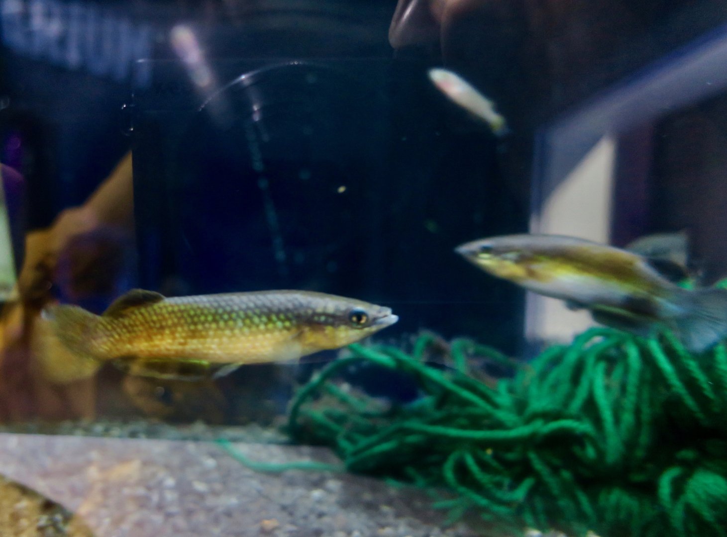 Madagascar Panchax (Pachypanchax sakaramyi)