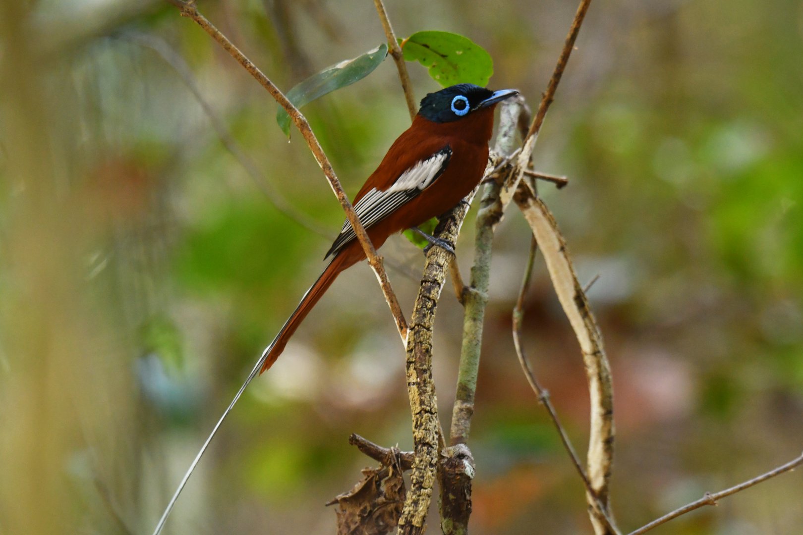 Madagascar Paradise-Flycatcher Terpsiphone mutata