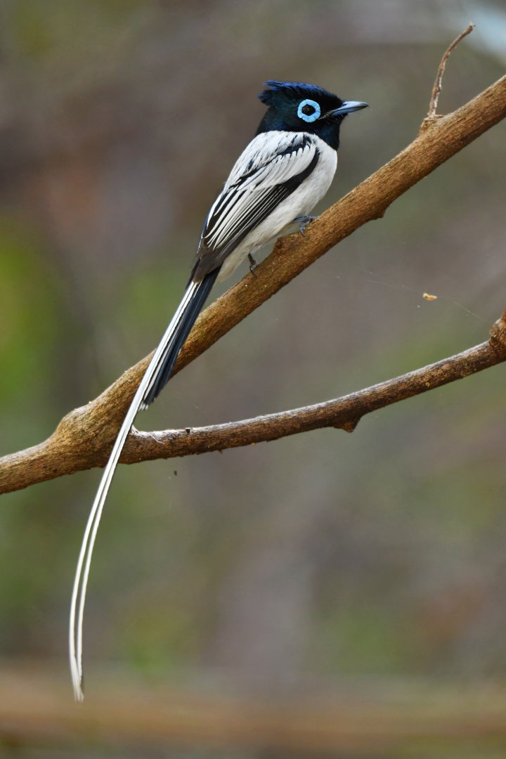 Madagascar Paradise-Flycatcher Terpsiphone mutata