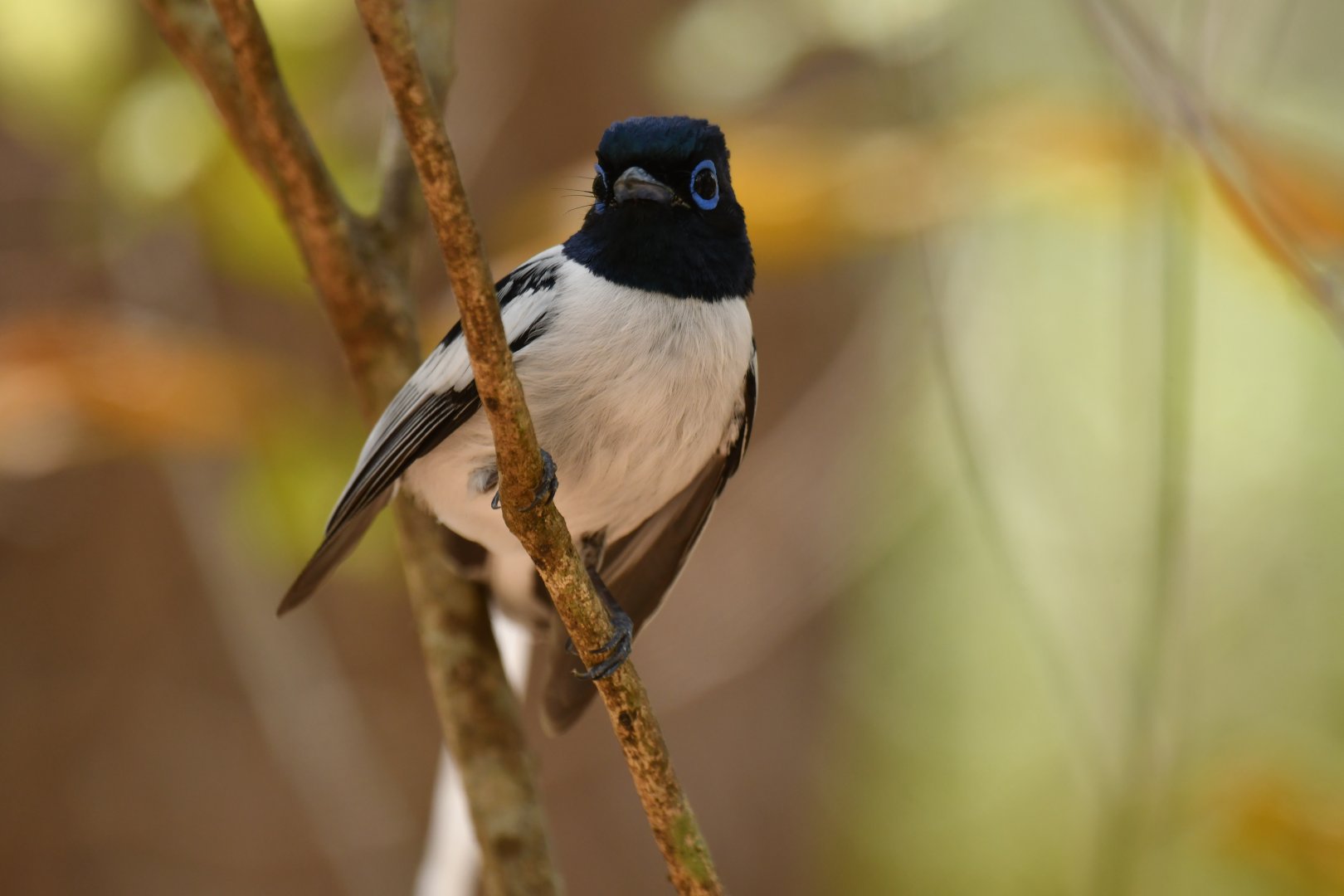 Madagascar Paradise-Flycatcher Terpsiphone mutata