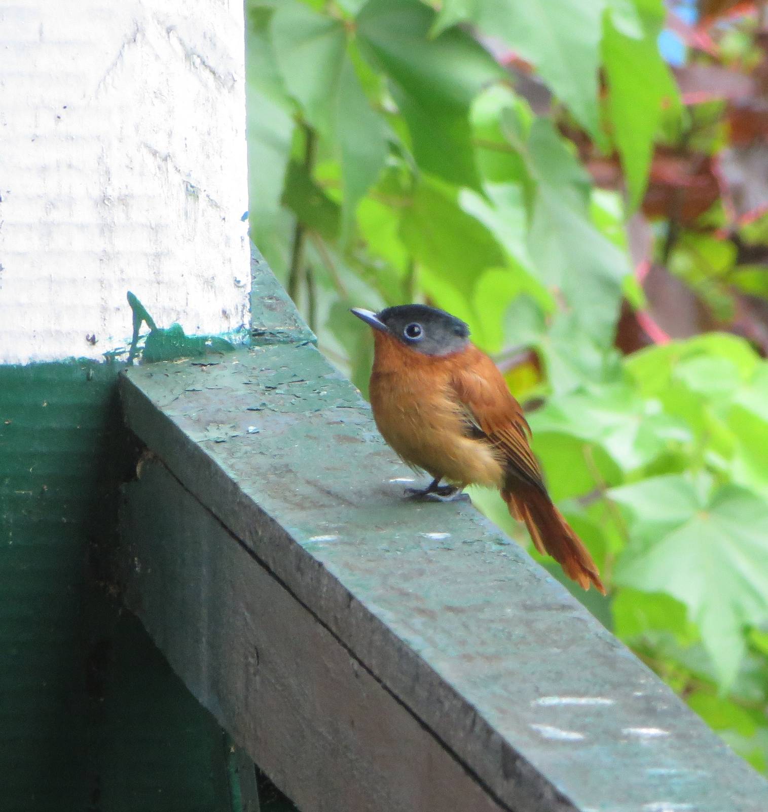Madagascar paradise flycatcher